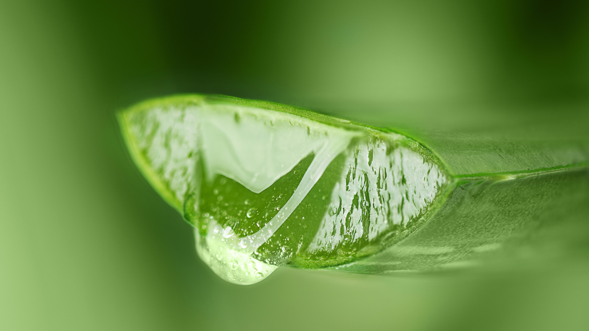 The Role of Aloe Vera in Natural Skincare and Healing