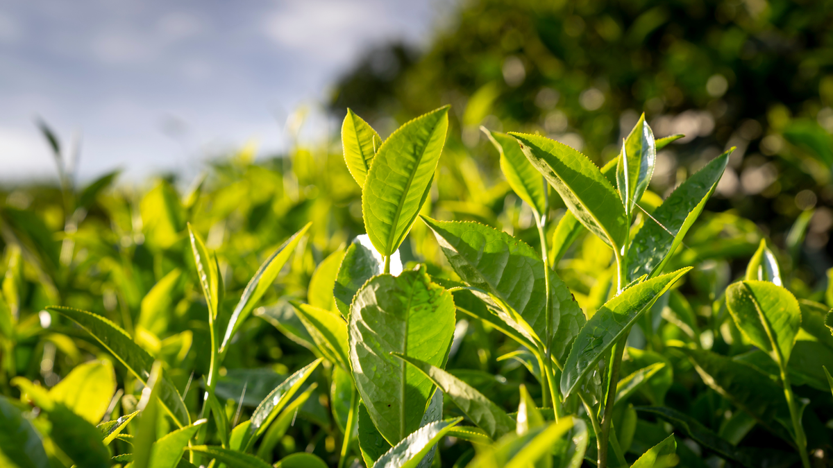 Green Tea: A Natural Skincare Ingredient for Oily and Sensitive Skin