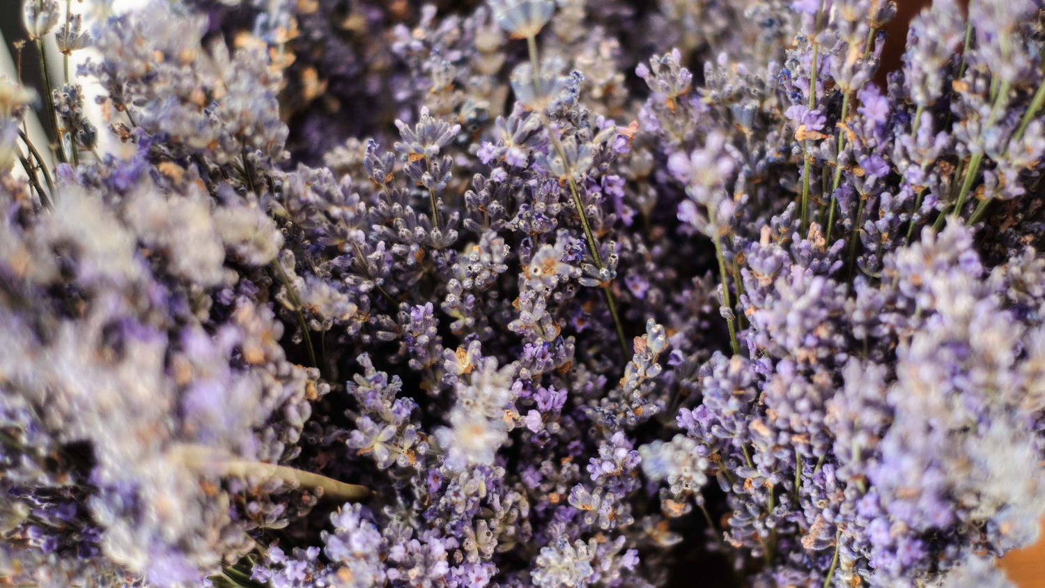 Therapeutic Natural Skincare: 5 Benefits of Lavender
