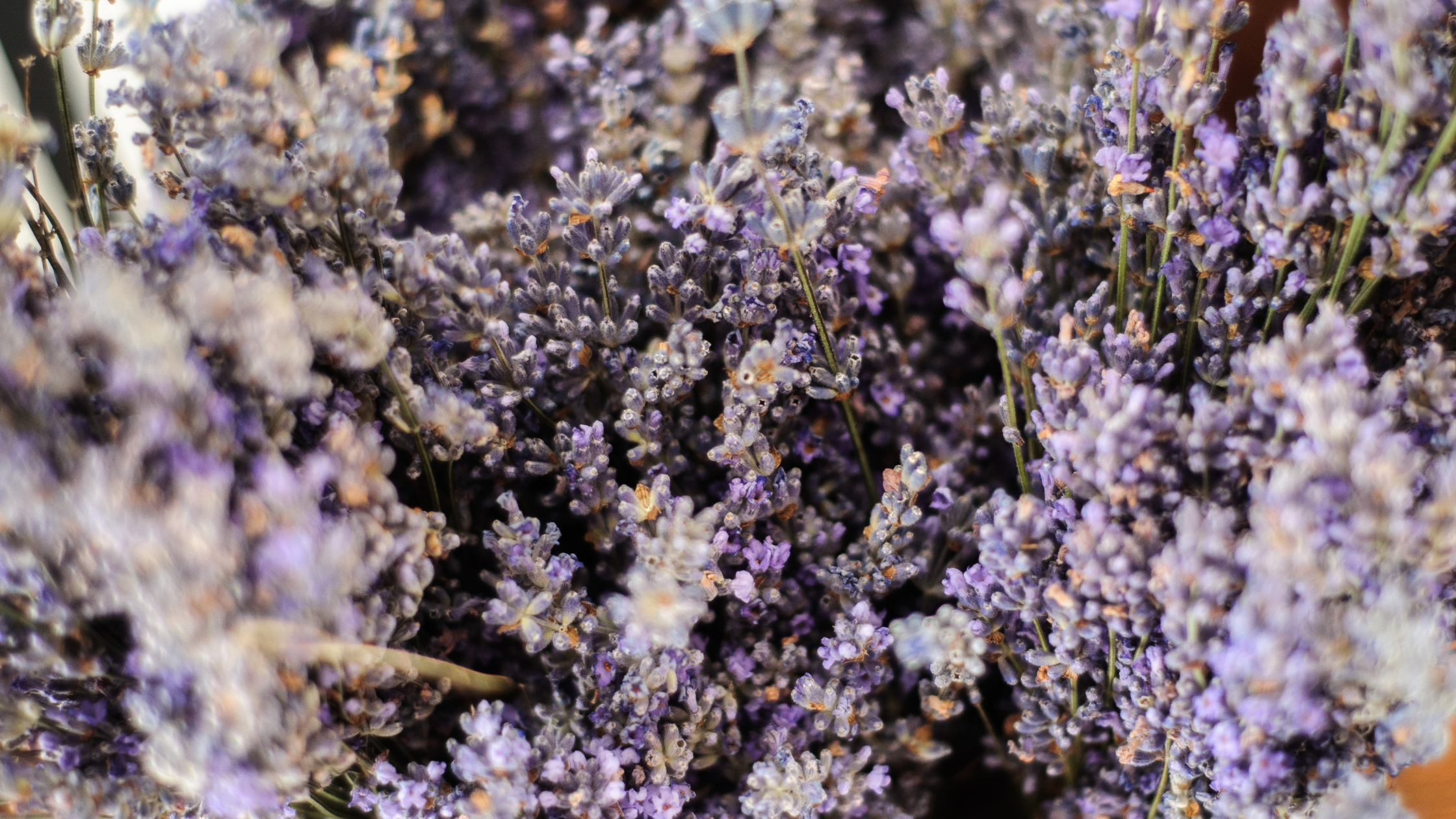 Therapeutic Natural Skincare: 5 Benefits of Lavender
