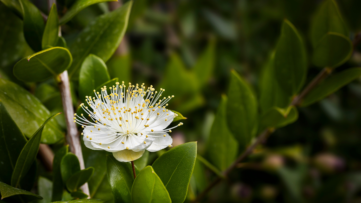 How to Elevate Your Natural Skincare Routine with Lemon Myrtle