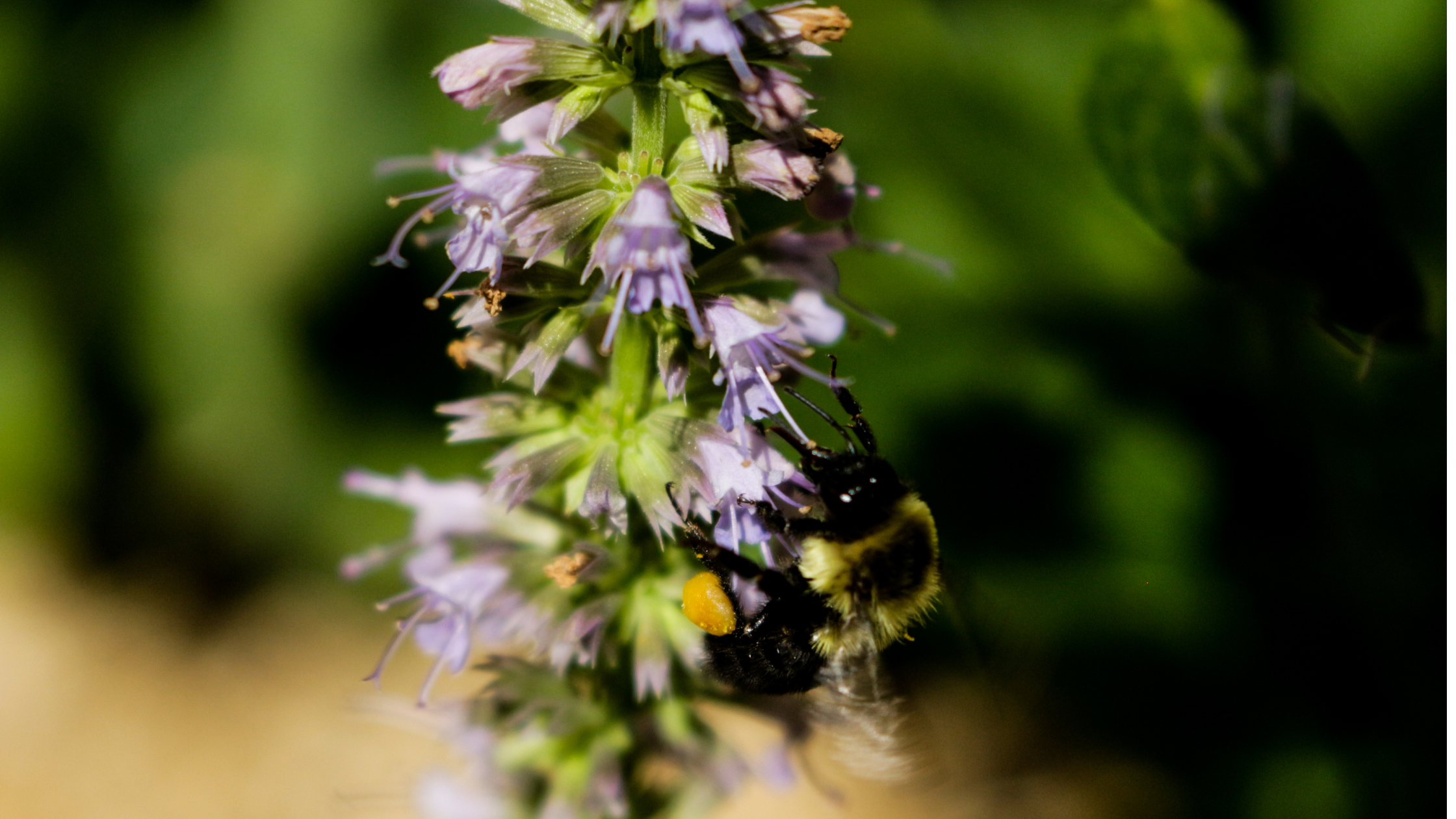 What You Need to Know About Patchouli in Natural Skincare
