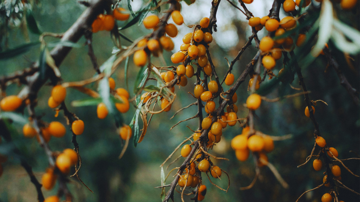 What Is Sea Buckthorn? A Natural Skincare Guide to This Nutrient-Rich Oil