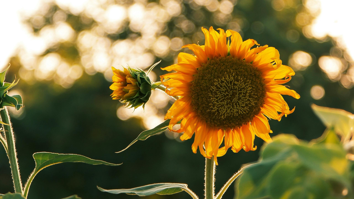 Sunflower Oil: A Versatile Choice for Natural Skincare Lovers