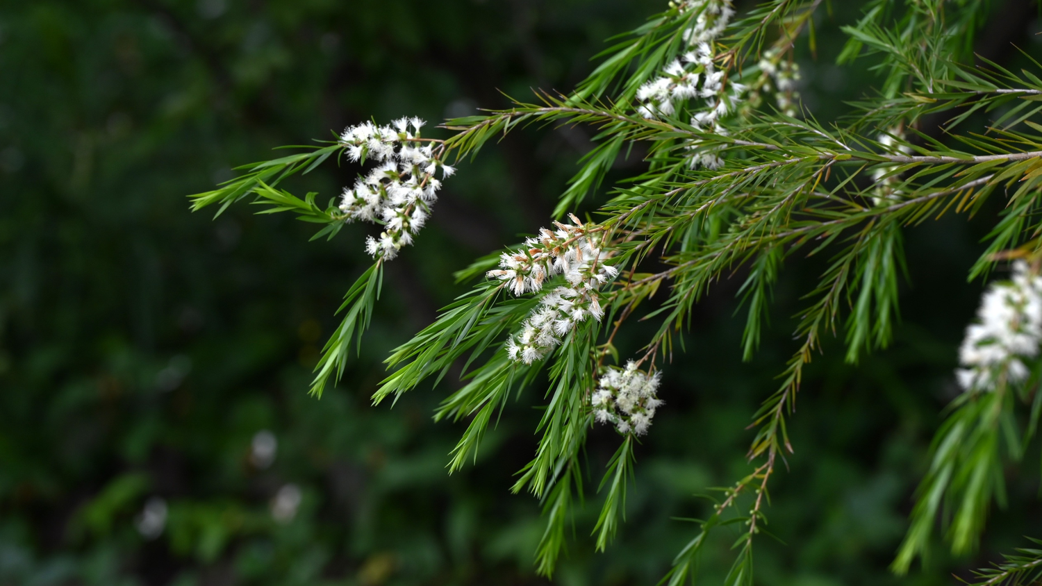7 Reasons to Include Tea Tree Oil in Your Natural Skincare Routine